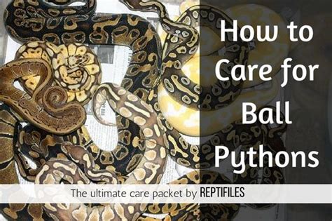 How to Take Care of Ball Python 的图像结果