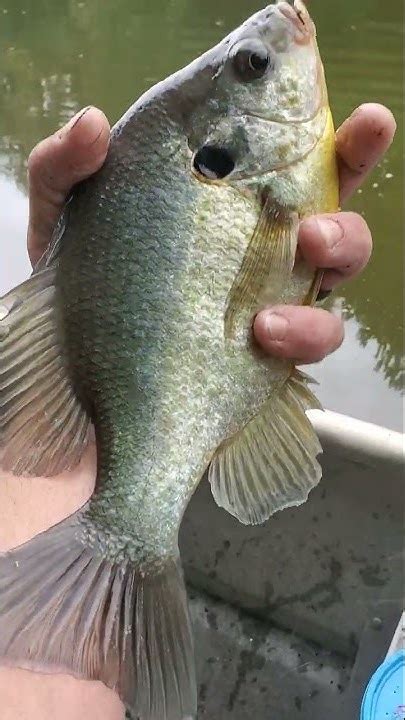 Image result for Shellcrackers On Bottom