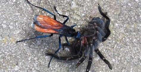 Tarantula Hawk Sting Pain