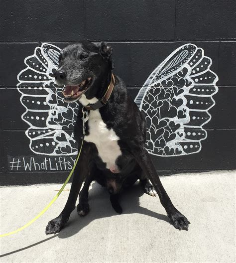 Dog Friendly Hotels Nashville | Dog Friendly Hotels Near Me