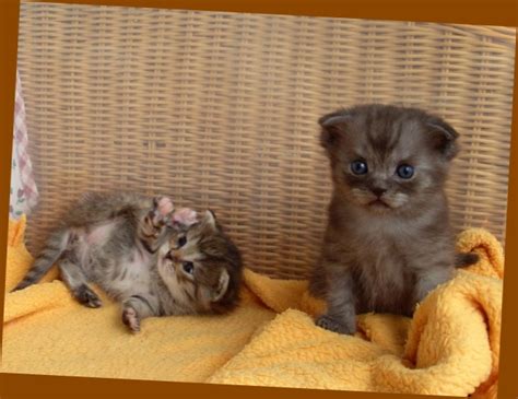 Teddy Babykatzen suchen sehr liebes Zuhause in Berlin | Tiere ...