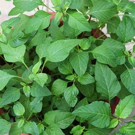 Buy Amaranthus Arai Keerai Green Seeds – Multi-Cut, Native Variety