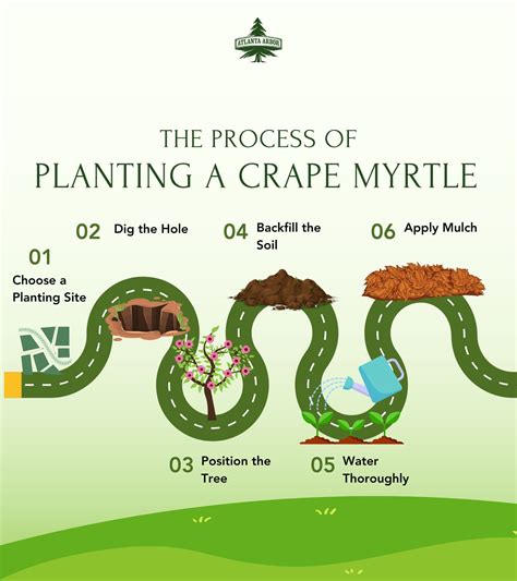 Crape Myrtles : How to Plant and Care