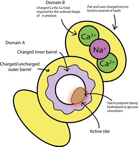 Salivary Amylase