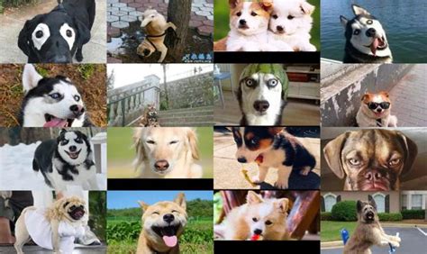 宠物犬图片带名字,宠物犬图片,宠物犬种类及图片_大山谷图库