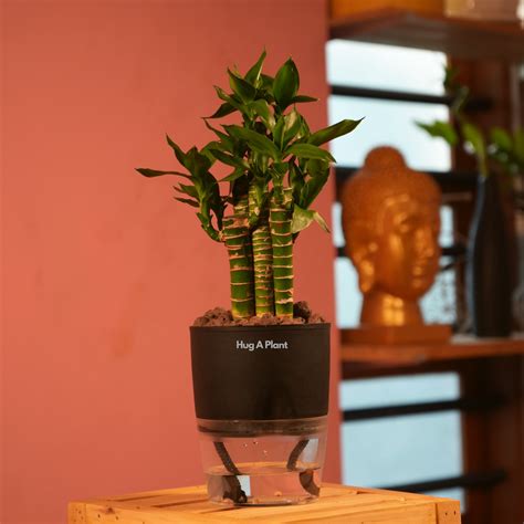 Lotus Bamboo / Lucky Bamboo - Live Plant (With Self-Watering Pot & Pla ...