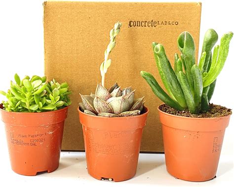 3 Mixed Succulent Plants in 5.5cm Pots - House Indoor Plant - Plant ...