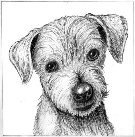 How To Line Draw A Dog at Liam Threlfall blog