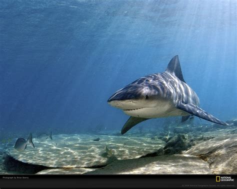 25 Incredible Tiger Shark Pictures in HD