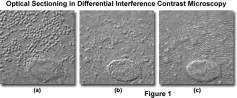 Image result for DIC Microscopy Tutorial