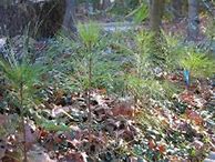 Image result for White Pine Seedlings