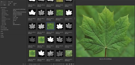 Image result for Leaf Texture High Resolution