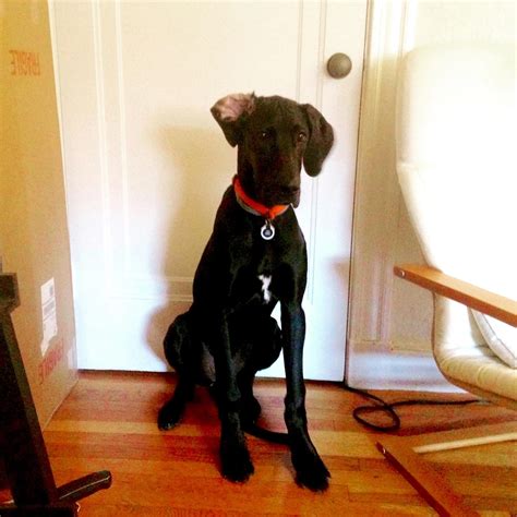 This big baby turned 6 months today! Ear flopped as always. | Scrolller