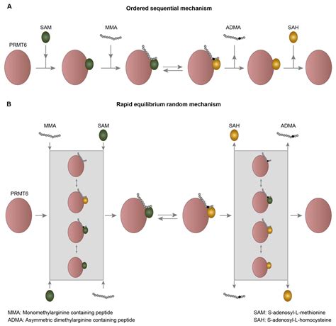 Structure, Activity and Function of the Protein Arginine ...