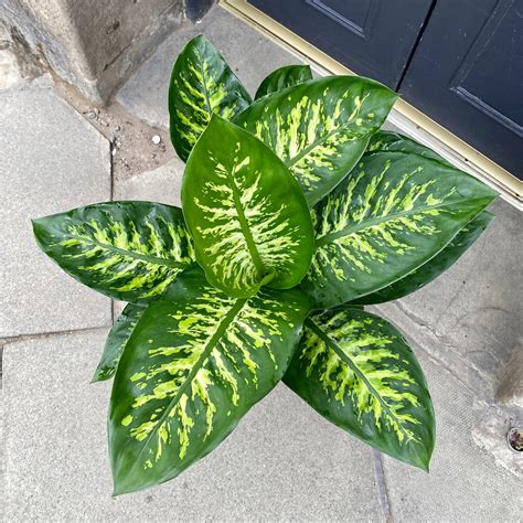 Dieffenbachia ‘Tropic Snow’ - grow urban.