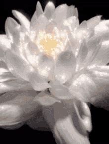 Blooming Flower GIFs | GIFDB.com