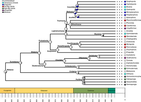 The Cambrian explosion | Evolution | Some thoughts on ecology ...