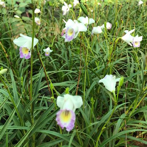 Bamboo Orchid (Dwarf) - Gabbar Farms
