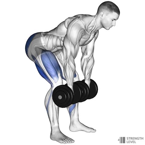 Dumbbell Romanian Deadlift Standards for Men and Women (lb) - Strength ...