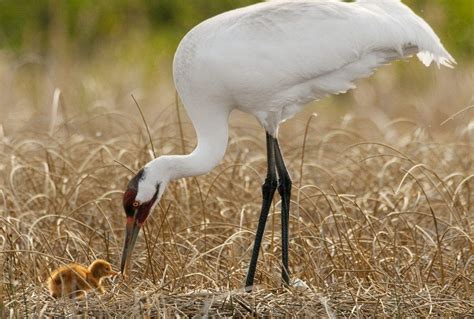 Japanese Crane Birds Wallpapers - Top Free Japanese Crane Birds ...