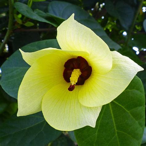 Tiliaceus Hybiscus (Yellow) – Haven plant