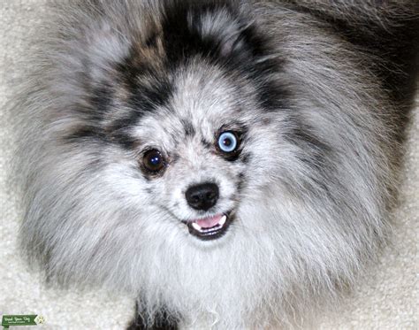 blue merle pomeranian | Blue merle pomeranian, Merle pomeranian, Blue merle