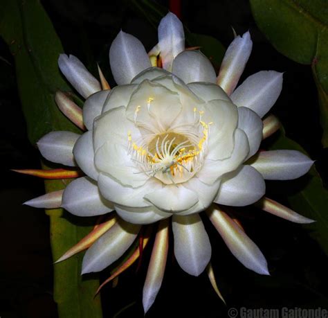 Why Brahma Kamal Is Rare