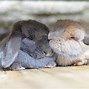Image result for Long Haired Mini Lop Bunny