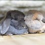 Image result for Mini Lop Bunny as Baby