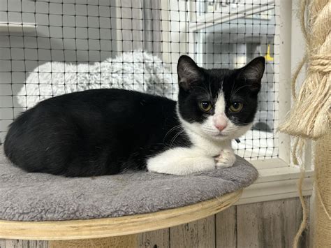 Adopt - River Valley Animal Rescue