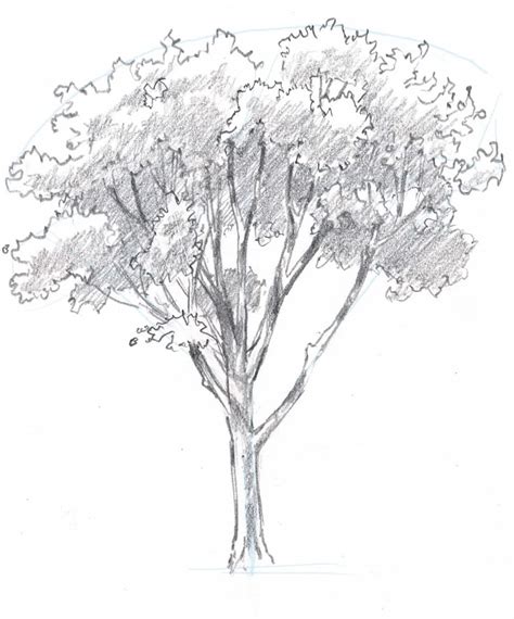Image result for How to Draw Trees