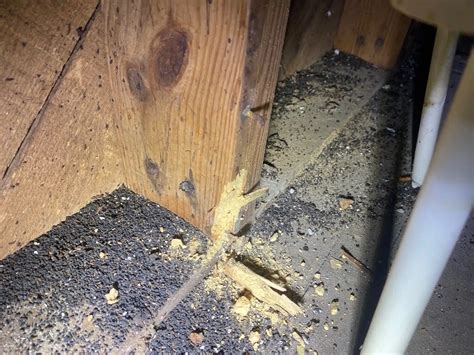 Wood Destroying Insect Inspection - The Epic Inspector