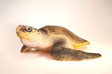 Olive Ridley Sea Turtle (Lepidochelys olivacea) - Joel Sartore