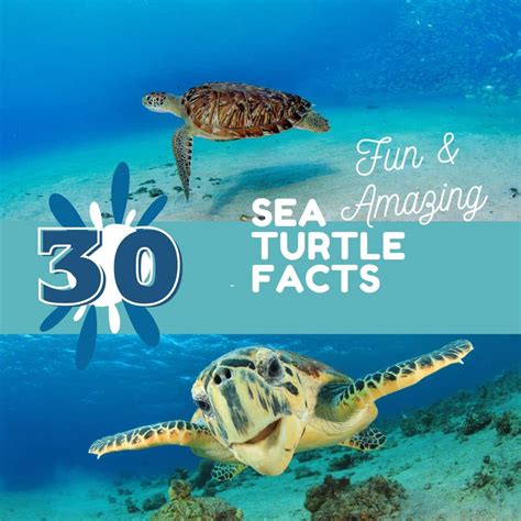 Sea Turtle Fun Facts 的图像结果