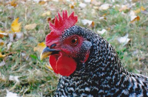 Barred Rock Chickens For Sale | Cackle Hatchery®