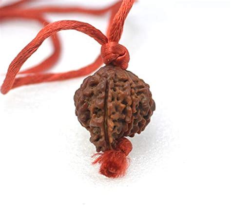 Natural 1 Mukhi Sawar Rudraksha with Lab Certified/ 23 mm : Amazon.in ...