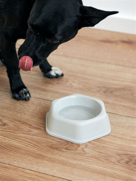 Miska dla zwierząt Kolor szary - SINSAY - 6369P-09X