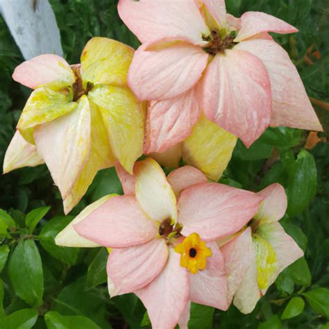 A Guide to Mussaenda Plants and How They Can Turn Your Garden into a W ...