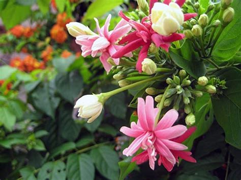 S.K Shop Madhumalti Creeper New Double Petals Rangoon Creeper Combretum ...