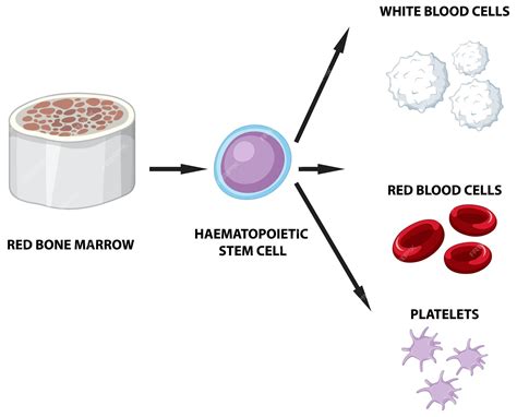 Red Blood Cells And White Blood Cells Diagram