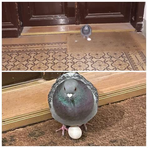 Rock Pigeon Nest