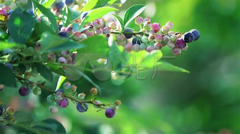 蓝莓树摄影图__水果_生物世界_摄影图库_昵图网nipic.com