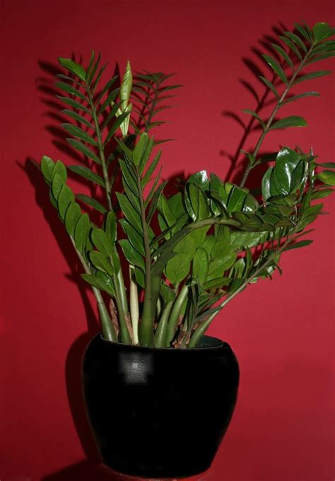 How To Care For A Zee Zee Plant at Martha Cannon blog