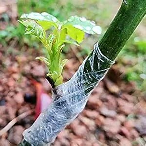 Glarks Professional Garden Fruit Tree Plant Pruning Shears Grafting ...