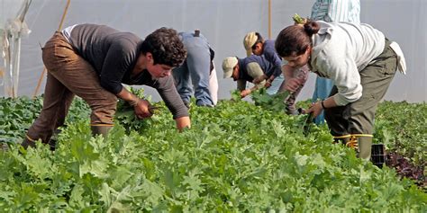 Agriculture 的图像结果