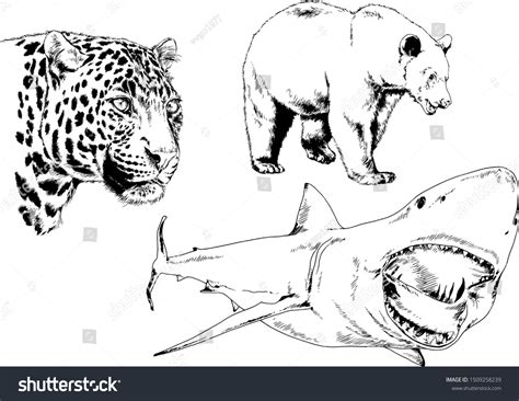 47 Leopard Shark Head Images, Stock Photos & Vectors | Shutterstock