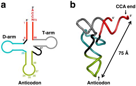 Images of TRNA - JapaneseClass.jp