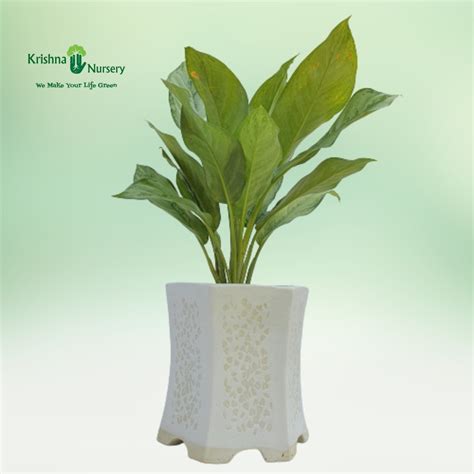 Green Aglaonema Plant