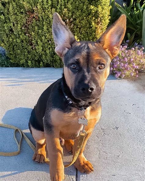 French Bulldog German Shepherd Mix: Info, Pictures & Facts