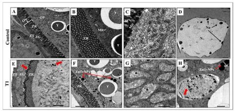 Zinc Oxide Nanoparticles (ZnO-NPs) Suppress Fertility by Activating ...